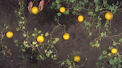 Harvesting melons in the evening.