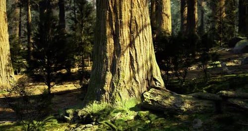 Majestic Giant Tree in a Serene Forest Setting During Daylight Hours