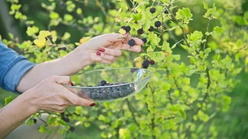Woman in Garden Picking Ripe Sweet Gooseberries From Bush