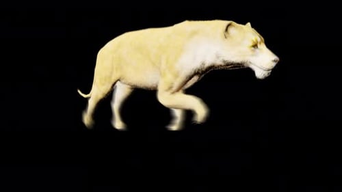 Realistic Render Forest Wild Animal Female Lion Running Animation On Transparent Background