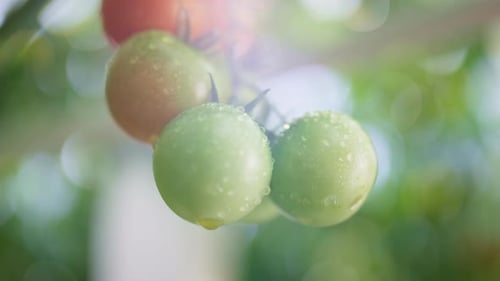 Wet Green Red Tomato Hanging Stem Bush Closeup. Close Up Juicy Natural