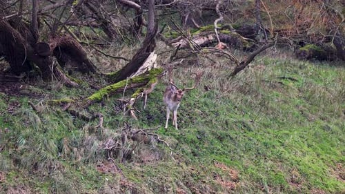 A majestic fallow deer grazes in a lush forest clearing, surrounded by fallen mossy trees.