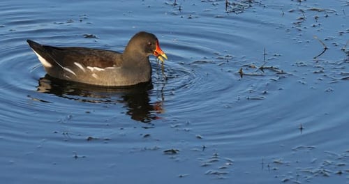Common moorhen ((Gallinula chloropus), the Camargue, France