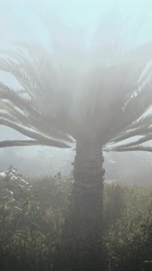 Palm Tree in Fog on Hill