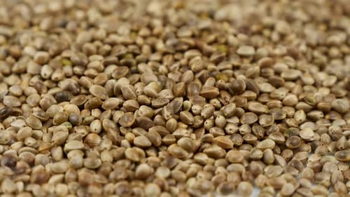 Hanfsamen, rotierender Hintergrund, Makro. Biologische Lebensmittel. Getrocknetes Superfood. Hintergrund der Hanfsamen-Textur