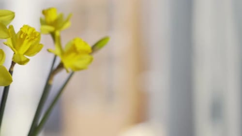 Bunch of yellow daffodils at window panning right to left
