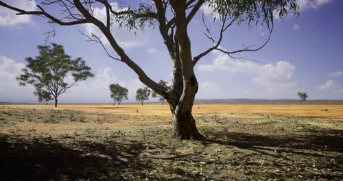 Dry Landscape Featuring a Lone Tree Under a Clear Blue Sky in Australia