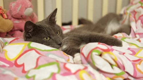 Gray Cat Resting in a Bed with Toys
