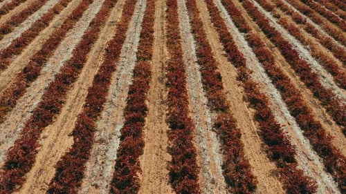4k drone footage of rows of plants on a farm