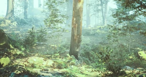 Bright Morning Light Filters Through Lush Forest Foliage in Tranquil Nature