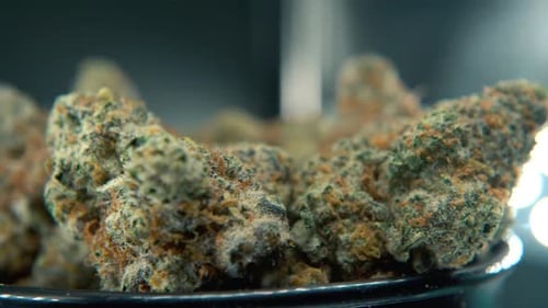 A hyper dreamy steady shot of a cannabis plant, hybrid orange strains, sativa ,marijuana flower, on