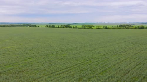 Aerial Video of Agricultural Fields Export Crops Sunflower and Wheat