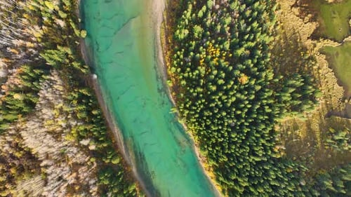 A drone view of the river in the woods. An aerial view of an autumn forest. Alberta, Canada.