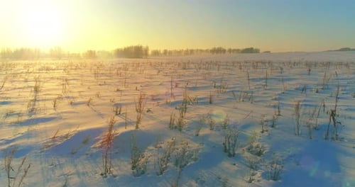 Drohnenansicht der kalten Winterlandschaft mit arktischen Feldbäumen bedeckt mit Frostschnee und