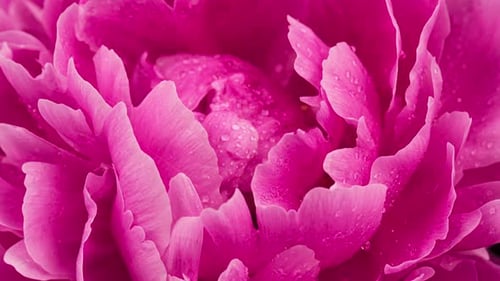 Gros plan de la floraison de la fleur de pivoine rose