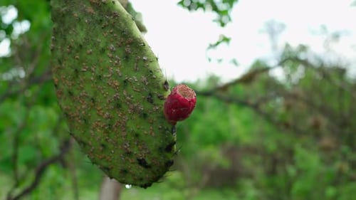 La fruta del xoconostle crece en una especie endémica de cactus de México