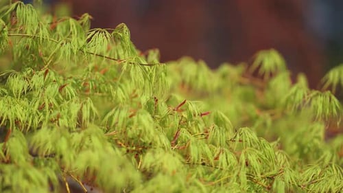 Vibrant new leaves of the maple tree in spring. Close-up parallax shot. Bokeh background.