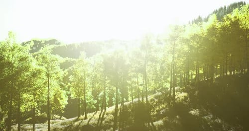 Sunlight Filtering Through Vibrant Green Trees in a Serene Forest Landscape