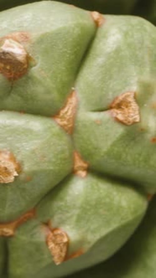 Vertical video. Green Pandanus Segments Rotating in Macro View With Close Surface Detail and Natural