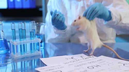 Scientist Injecting Sample into White Laboratory Rat