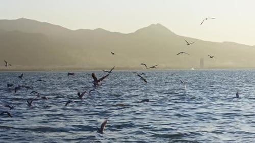 Animal Birds Seagulls Flying On City Izmir Aegean Sea 20