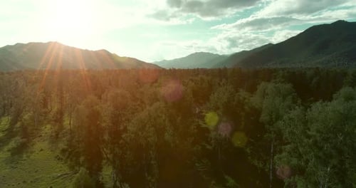 Aerial View Low Flight Above Evergreen Pine Tree Landscape with Endless Mountain Forest at Sunny