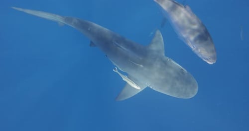 Shark Swimming Underwater with Smaller Fish in Ocean