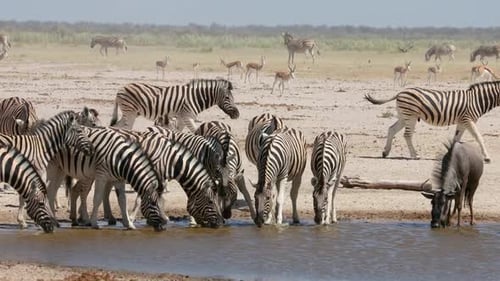 African Wildlife At A Waterhole - Etosha National Park