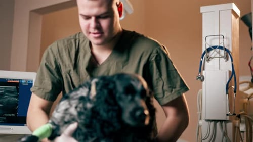 Closeup in a Veterinary Clinic the Doctor Places a Restrained Dog in the Right Position