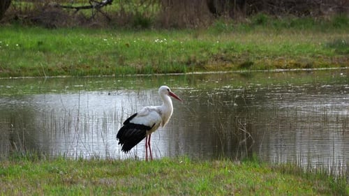 Storch steht neben einem See und fliegt davon, Zeitlupe