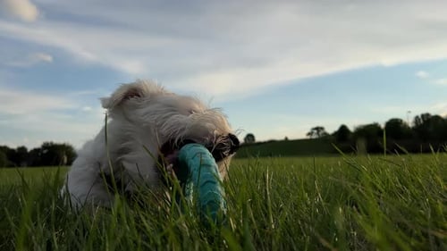 Cute Funny Friendly Little Jack Russell Terrier Wagging His Tail in the Grass and is Played with a