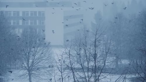 Birds Flying Through Urban Snowstorm in Winter