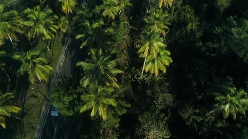 Carretera costera a través del bosque de palmeras de Panamá