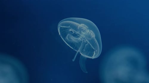 Translucent Poisonous Jellyfish Body Glowing Gently Pulsating in Sync Currents
