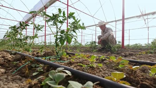 Experienced Old Man In Greenhouse
