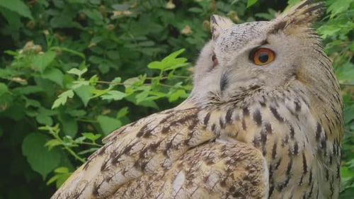 A beautiful, huge European Eurasian eagle owl gazing down from a tree branch. bubo bubo sibiricus