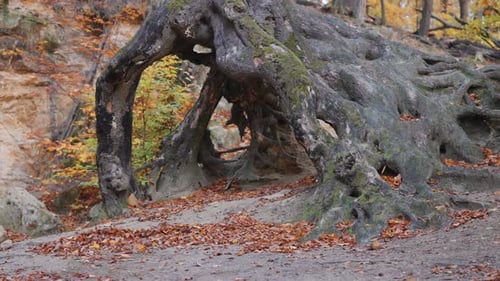 Old, withered exposed roots of a dead tree contrast against the sandy, rocky terrain in the autumn f
