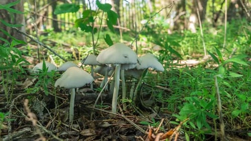 Time lapse of a white mushroom cluster growing in a shaded area on a sunny day.