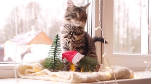 Cute Tabby Kitten Near Christmas Trees Indoors