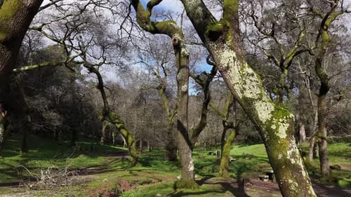 Aerial view of mossy trees in the forest, Portugal.