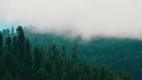 Low Cloud Fog Descending Over Forest Hillside