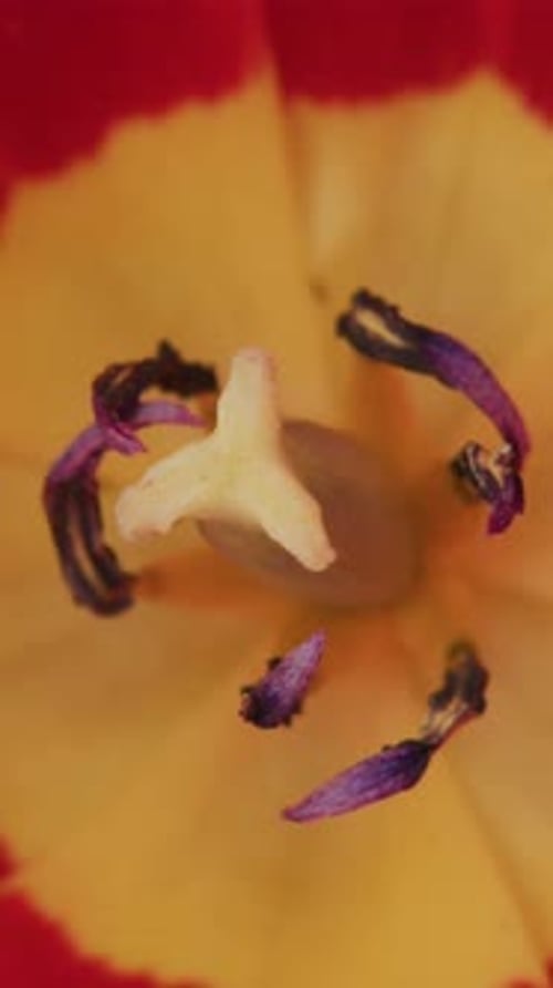 Closeup of Flower's Center