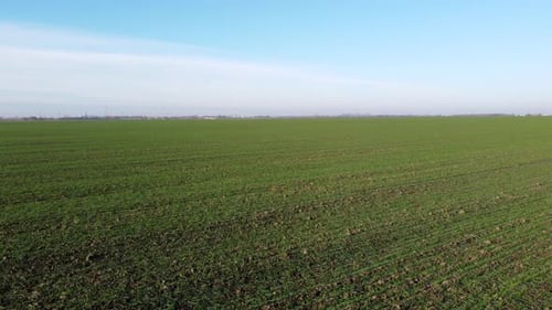 Champ vert, jeunes pousses vertes de céréales et ciel bleu par une journée ensoleillée