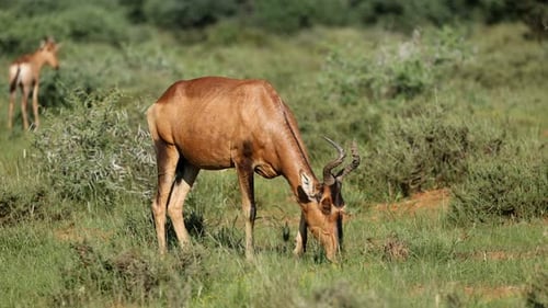 Red Hartebeest Antelope Feeding In Natural Habitat