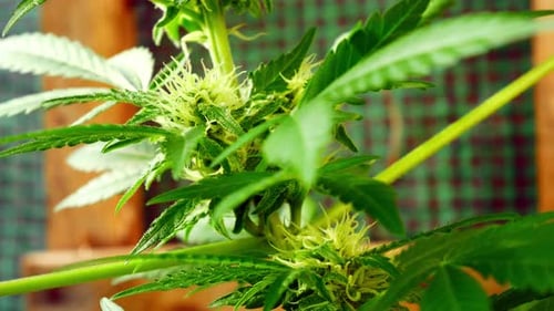 Medicinal marijuana narcotic cannabis plant illegal forbidden greenhouse herbal weed closeup left do