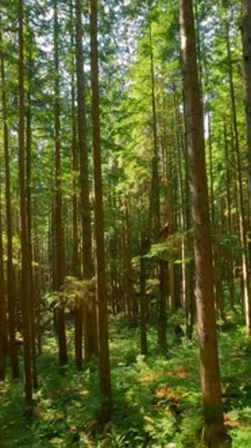 Smooth Flight Between the Trees Close to Branches in a Fabulous Forest