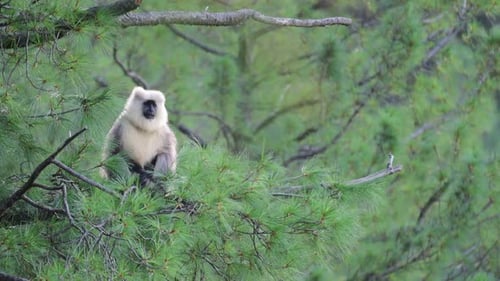 Portrait of Himalayan Gray Langur perching on tree