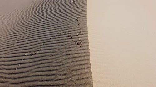 Sand dunes and bird tracks
