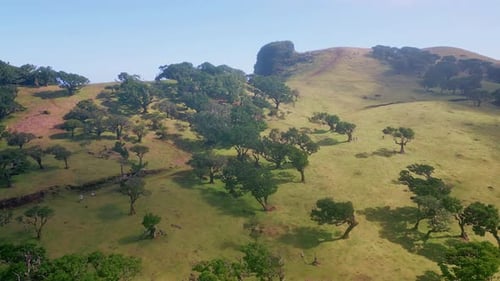 Hills Covered Lush Trees Creating Beautiful Landscape Aerial View Green Slopes