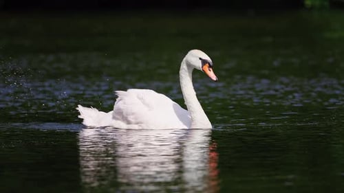 Elegant white swan pushing water with its foot. Outdoors, park location.